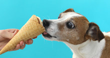 Portrait Nice Dog Dog Eating Ice Cream On A Cone Waffle . Jack Russell Terrier Crop On Blue Background