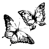 Fototapeta Motyle - black butterfly, isolated on a white