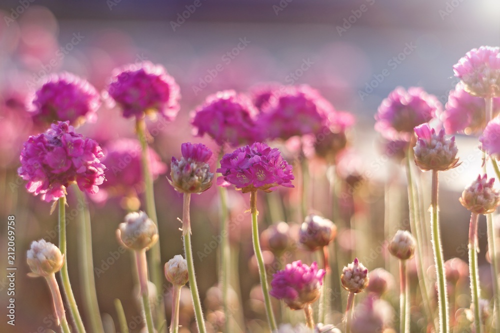 różowe kwiaty w świetle delikatnych promieni słonecznych - obrazy, fototapety, plakaty 
