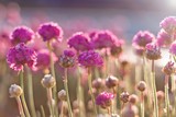 Fototapeta Kwiaty - różowe kwiaty w świetle delikatnych promieni słonecznych