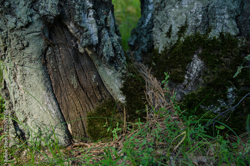 Magical Forest The Door In The Tree Wonder Of Nature The Moss