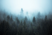 Misty Landscape With Fir Forest
