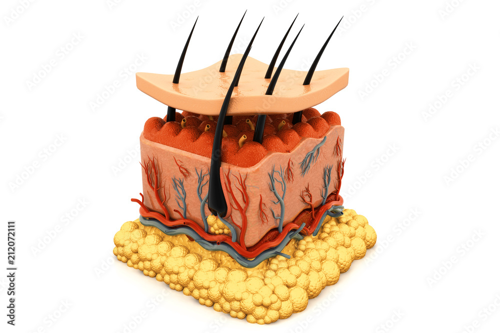 Human skin anatomy Stock Illustration | Adobe Stock