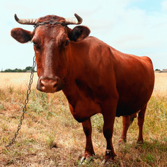 A cow in the field grazes