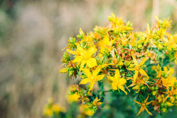 Wall Mural - Hypericum flowers on the meadow. Medicinal summer flowers