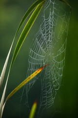 Spider web and dew