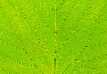 Wall Mural - Texture of green leaf close-up. Natural background, leaf fibers.