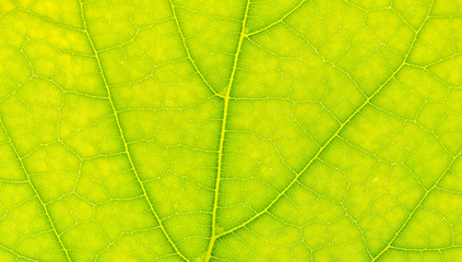 Wall Mural - Texture of green leaf close-up. Natural background, leaf fibers.