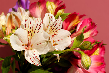 Wall Mural - Bouquet of flowers alstroemerias on a blue background. Macro. A variety of colors of the lily. Alstroemeria blooming in spring and summer.