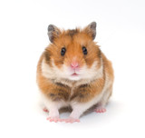 Fototapeta Zwierzęta - Cute funny Syrian hamster (isolated on white), selective focus on the hamster eyes