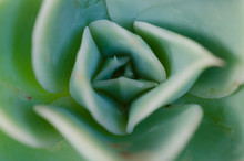 Succulent Plant, Echeveria Elegans. Macro Detail
