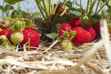 red strawberries on straw in field organic fruits agriculture