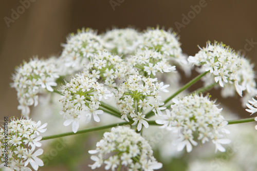 Photographie  Angelique sauvage