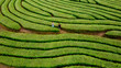 © ADDICTIVE STOCK - Couple walking in green bush labyrinth