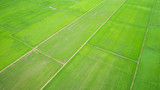 Fototapeta Młodzieżowe - Beautiful green rice field in northern of Thailand