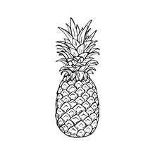  Hand Drawing Vector Illustration Of Pineapple.