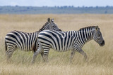 Fototapeta Sawanna - Kenia-Amboseli-4451