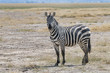 Kenia-Amboseli-Zebra-4914