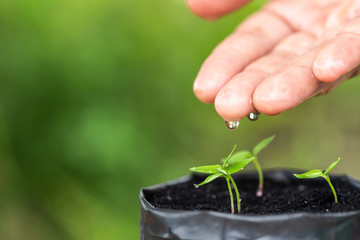 Wall Mural - Macro hand with water drop to watering to young plant in plastic bag