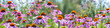 The panoramic view - echinacea purpurea in the garden