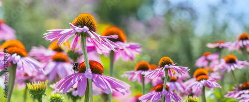 The panoramic view - Echinacea purpurea; coneflower