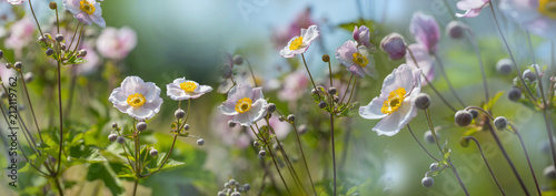 The panoramic view beautiful garden flower close up