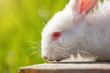 white rabbit close-up on green background