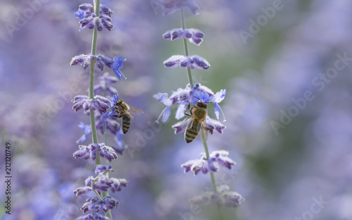Bees Close Up On Lavender Flowers Macro Photo Buy This
