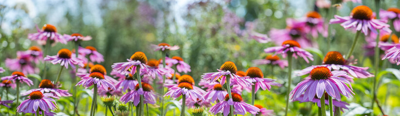 Poster - The panoramic view - Echinacea - coneflowers close up