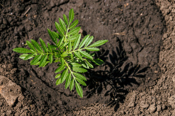 Birth of marigold. Crops growing in rich black soil outdoor with copy space. Plant sprout grow in ground. Cultivated land close up. Background of young flowers. Beginning of life of tagetes.