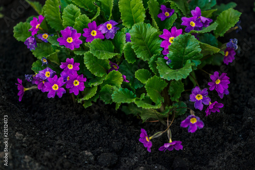 Beautiful Violet Flowers Of Primula With Juicy Green Leaves
