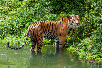 Sticker - Tiger standing the water nature wild background.