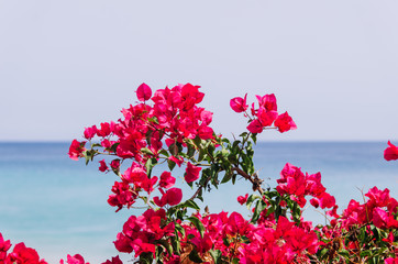 Nature poster. Buganvilla and blue ocean.