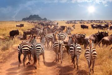 African wild zebras and wildebeest in the African savanna.  Wild nature of Tanzania. Intence heat.