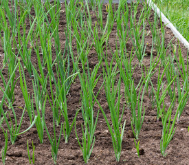 Poster - Green onions growing in the garden.