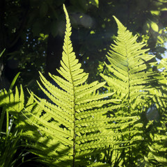 Wall Mural - the Fern leaf in the backlight in the botanical garden of Warsaw