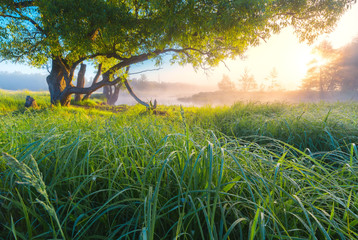 Wall Mural - summer sunny landscape