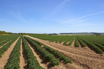 Sticker - young potato crop