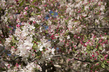 Wall Mural - Blossoms of apple tree in spring in sunny day