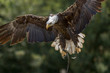 Falconry. American bald eagle bird of prey landing at display.