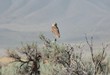 Burrowing Owl Against Mountain Landscape Looking Forward