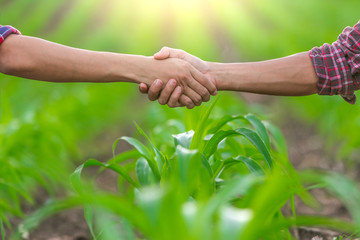 Wall Mural - Two farmer standing and shaking hands on corn leaves.