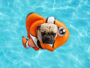 Wall Mural - Cute pug floating in a swimming pool with an orange fish ring flotation device 