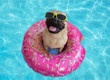 Cute pug floating in a swimming pool with a ring flotation device and wearing sunglasses