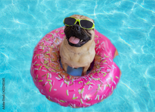 Zdjęcie XXL Śliczny mops pływający w basenie z pierścieniem urządzenia flotacji i noszących okulary przeciwsłoneczne