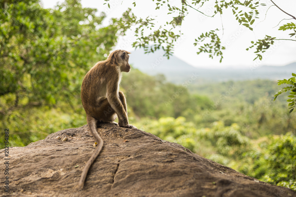 Toque macaque monkey sitting and looking at view at Sri Lanka.