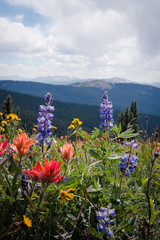 Wall Mural - Wildflowers in a field in Colorado. 