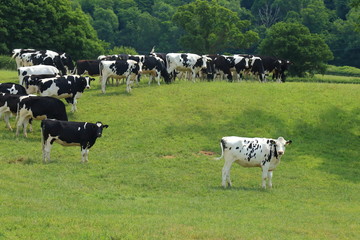 Wall Mural - Herd of British Friesian cows graze on a farmland in East Devon