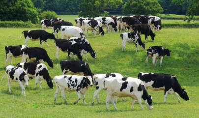 Wall Mural - Herd of British Friesian cows graze on a farmland in East Devon
