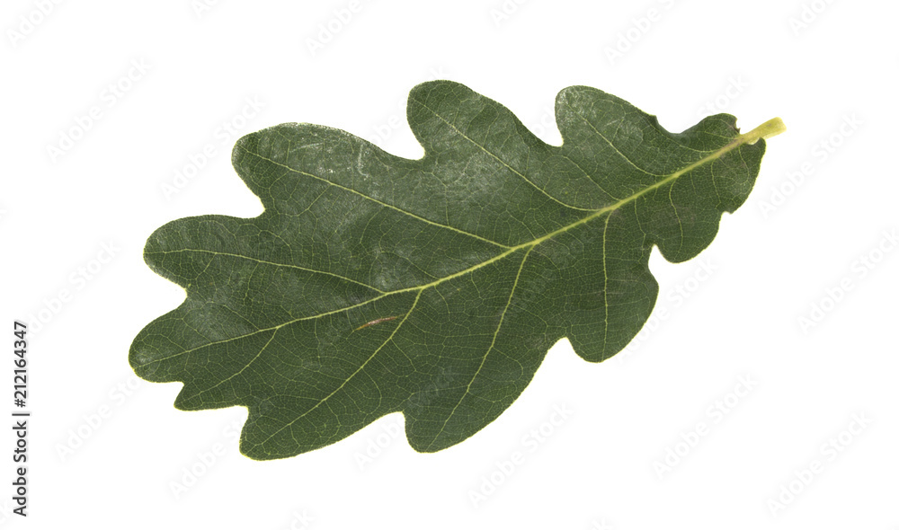 oak leaf isolated on white background Stock Photo | Adobe Stock